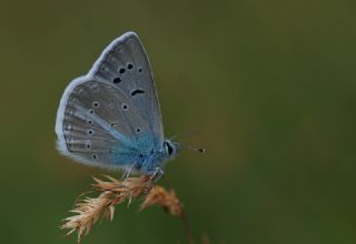 Sertavul okgzls (Polyommatus sertavulensis)