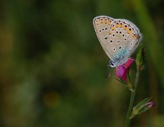 Tr almalar ([unknown genus] n/a)