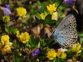 Anadolu Esmergz (Plebejus modicus)