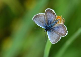 Gm Lekeli Esmergz (Plebejus argus)