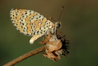 Benekli parhan (Melitaea didyma)