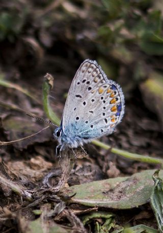 Tr almalar ([unknown genus] n/a)