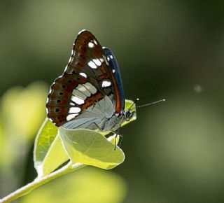 Akdeniz Hanımeli Kelebeği (Limenitis reducta)