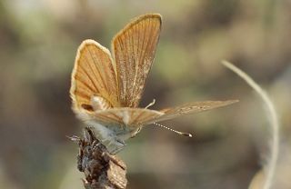 ? Agro Tr (Tanmsz) (Agrodiaetus sp.)