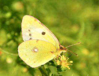 Sar Azamet (Colias croceus)