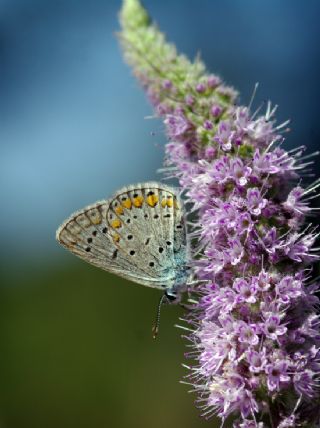 okgzl Mavi (Polyommatus icarus)