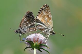 Hatmi Zpzp (Carcharodus alceae)