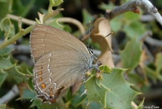 Byk Sevbeni (Satyrium ilicis)