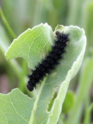 Tr almalar ([unknown genus] n/a)