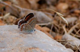 Tr almalar ([unknown genus] n/a)