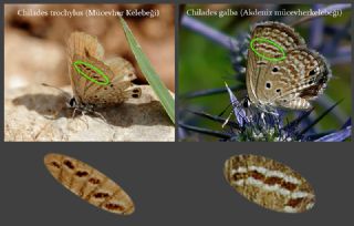 Mücevher Kelebeği (Chilades trochylus)
