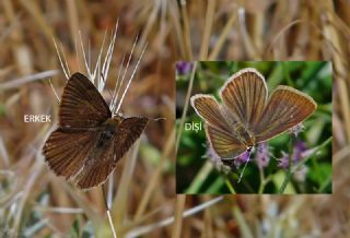 Erivan Anormal okgzls (Polyommatus eriwanensis)