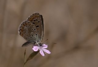 okgzl Balkan Mavisi (Aricia anteros )