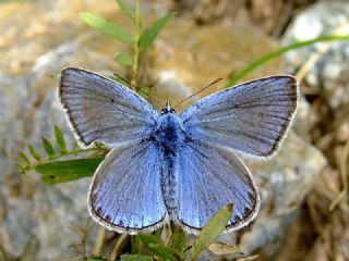 okgzl Amanda (Polyommatus amandus)