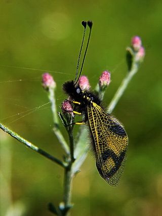 Tr almalar ([unknown genus] n/a)