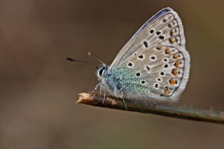 okgzl Mavi (Polyommatus icarus)