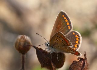 okgzl Mavi (Polyommatus icarus)