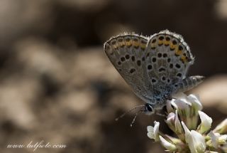 Tr almalar ([unknown genus] n/a)