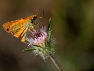 Sar Antenli Zpzp (Thymelicus sylvestris)