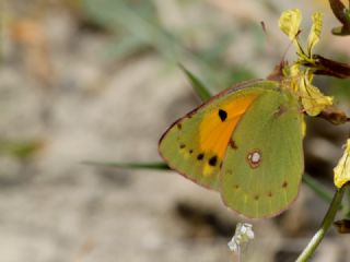 Sar Azamet (Colias croceus)