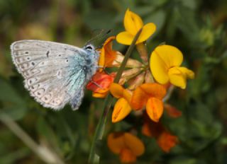 okgzl Mavi (Polyommatus icarus)