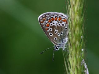 okgzl Mavi (Polyommatus icarus)