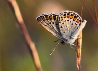 Gm Lekeli Esmergz (Plebejus argus)
