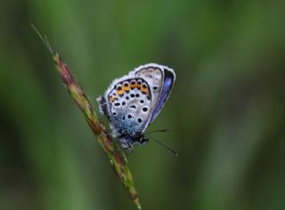 Gm Lekeli Esmergz (Plebejus argus)