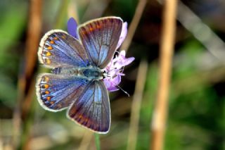 okgzl Mavi (Polyommatus icarus)