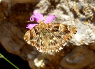 Hatmi Zpzp (Carcharodus alceae)