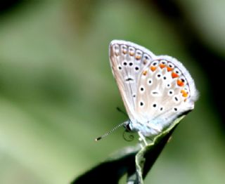 okgzl Mavi (Polyommatus icarus)