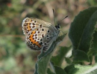 Gm Lekeli Esmergz (Plebejus argus)