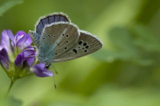 okgzl Selam Mavisi (Polyommatus merhaba)