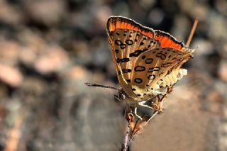 Uygur eytanc (Cigaritis uighurica)