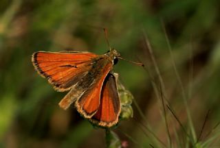 Sar Antenli Zpzp (Thymelicus sylvestris)