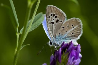 okgzl Selam Mavisi (Polyommatus merhaba)