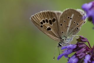 okgzl Selam Mavisi (Polyommatus merhaba)