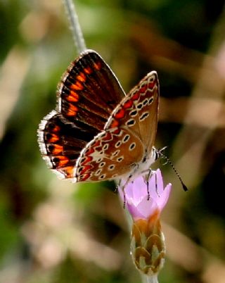 okgzl Esmer (Aricia agestis)