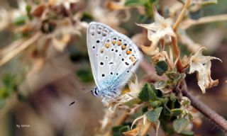 okgzl Mavi (Polyommatus icarus)