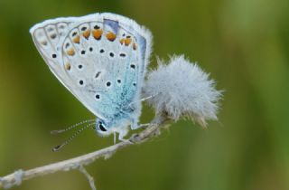 okgzl Mavi (Polyommatus icarus)