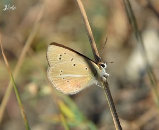 Tr almalar ([unknown genus] n/a)