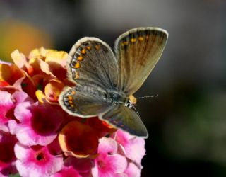 okgzl Mavi (Polyommatus icarus)