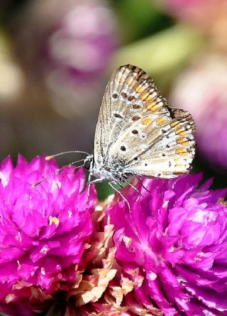 okgzl Balkan Mavisi (Aricia anteros )