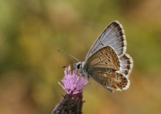 okgzl Balkan Mavisi (Aricia anteros )