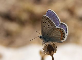 okgzl Mavi (Polyommatus icarus)