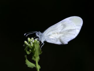 Narin Orman Beyazı (Leptidea sinapis)