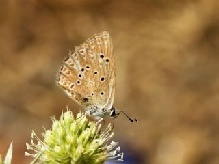 Anormal okgzl (Polyommatus admetus)