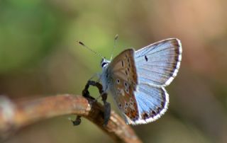 okgzl Balkan Mavisi (Aricia anteros )