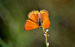 Kk Ate Gzeli (Lycaena thersamon)