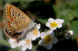 okgzl Mavi (Polyommatus icarus)